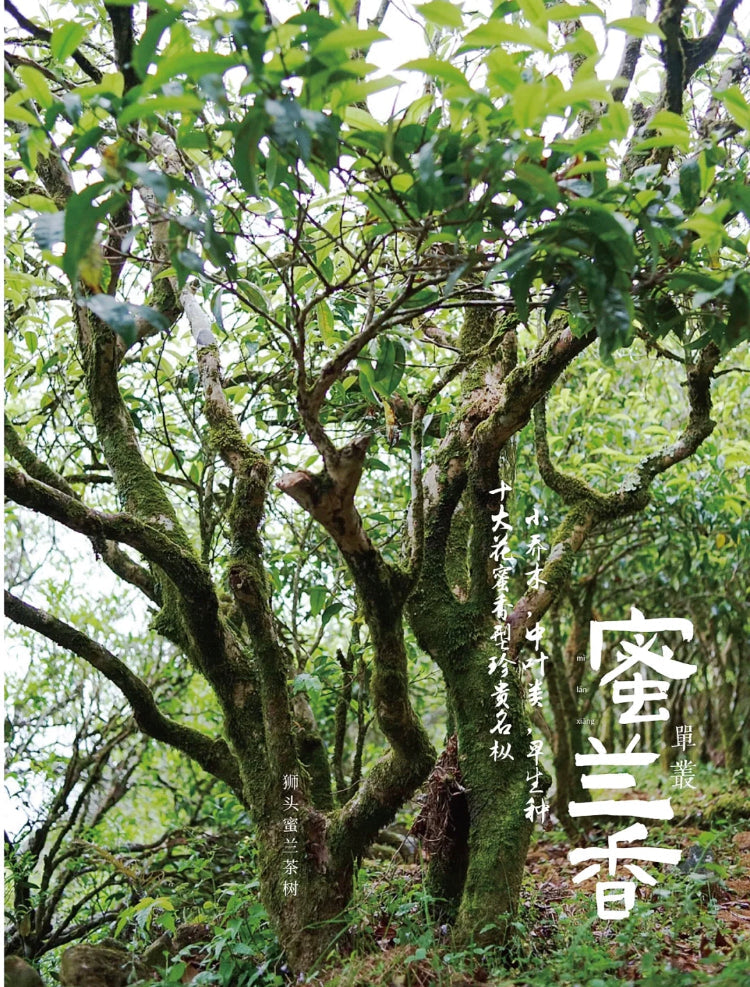凤凰单丛【蜜兰香】老春茶【MILAN XIANG】(Old Spring)125g