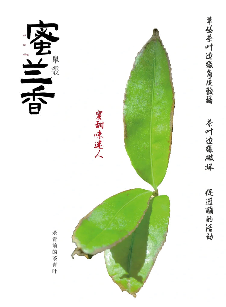 凤凰单丛【蜜兰香】老春茶【MILAN XIANG】(Old Spring)125g