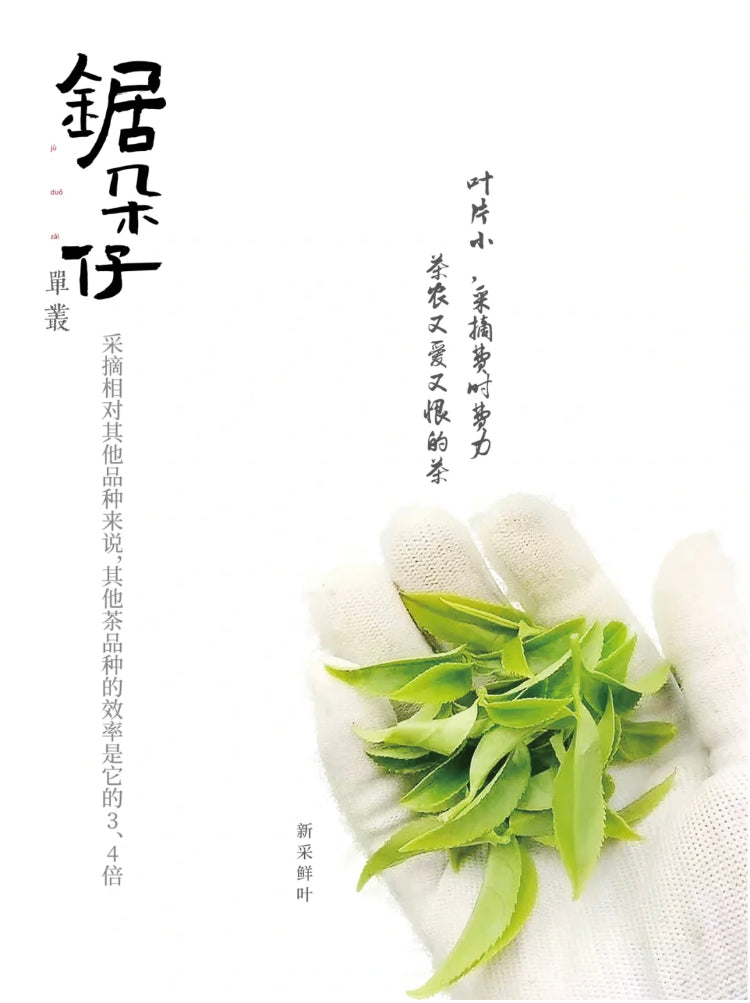👍 凤凰单丛 早春【乌岽锯朵仔】 WUDONG High Aroma【Saw Teeth Tea】 125g “Hot Selling”