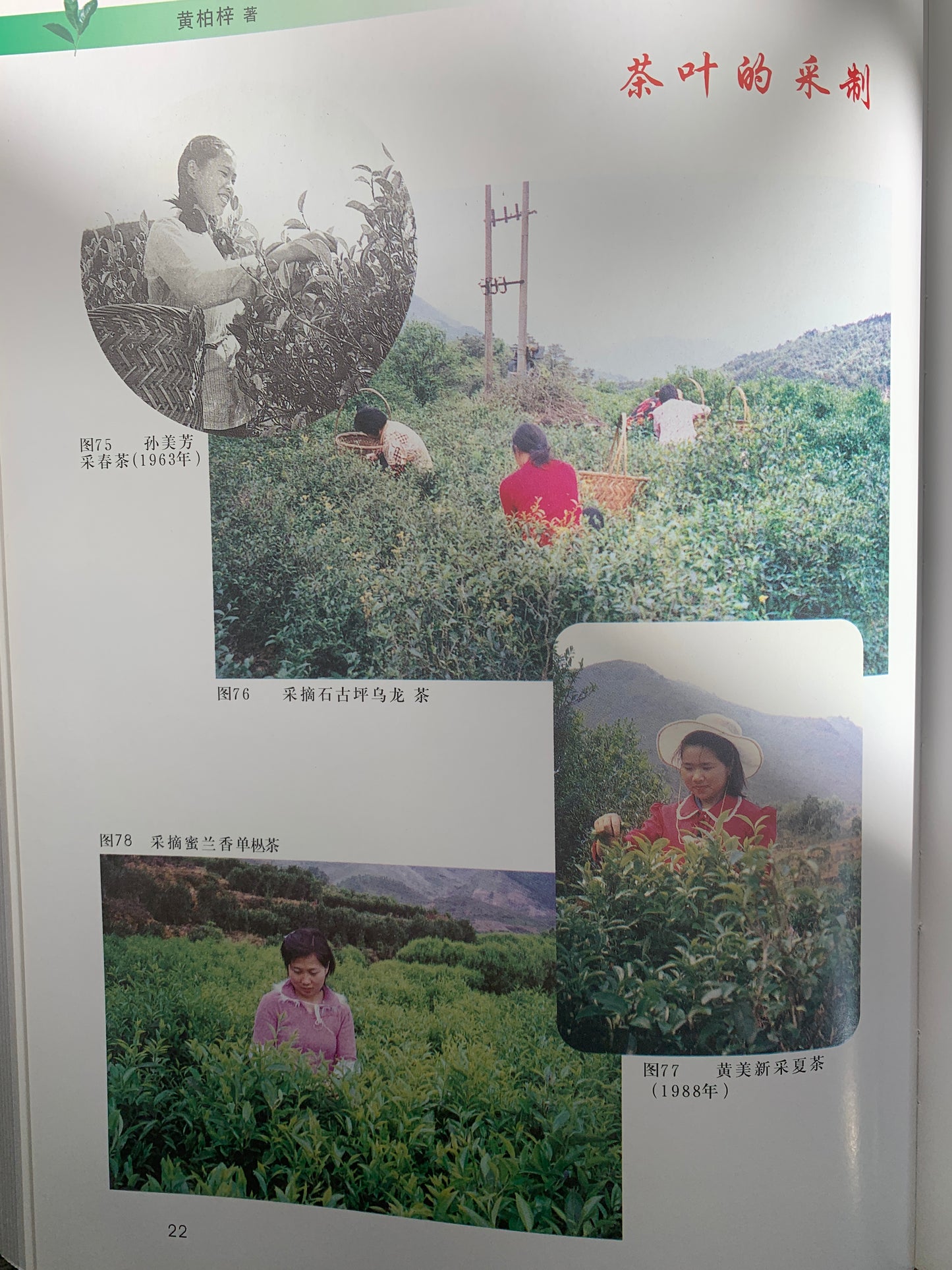 凤凰单丛 乌岽中坪【盖山香】 WUDONG 【Gaishan Xiang】125g