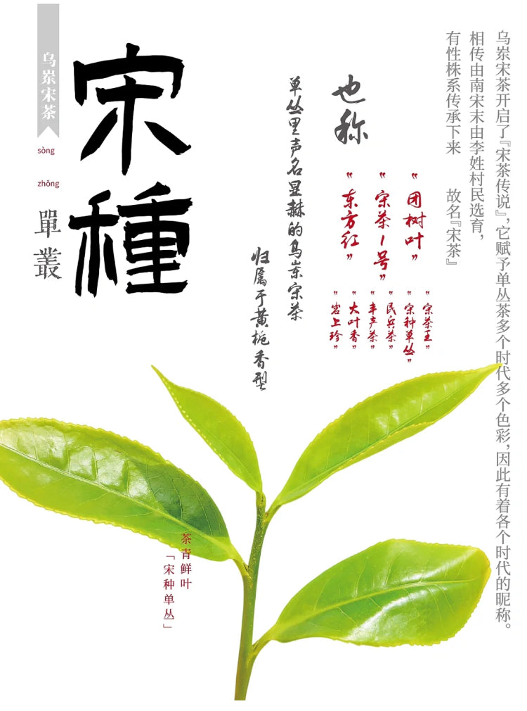 👍 中罐茶 【宋种】来自宋朝的味道 Wudong 【Song Zhong】50g