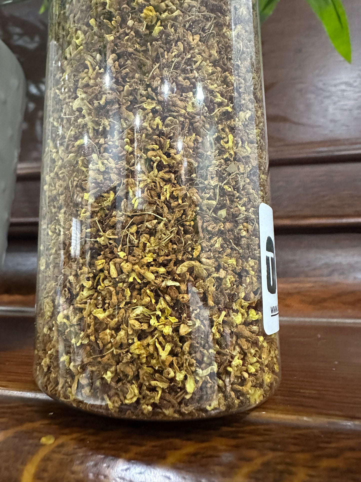 【Osmanthus】【桂花】 FT