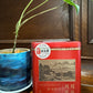 【单丛红茶】 【Dancong Black Tea】 125g