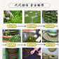 👍【老丛水仙】Old tea Tree “Shui Xian” 125g