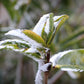 👍 中罐茶 雪片【鸭屎香】 Y2024 Winter 【Duck Shit Tea】, 50g