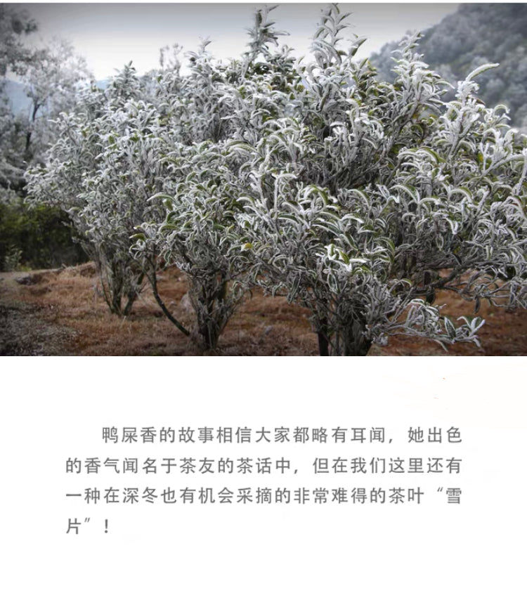 👍 凤凰单丛 雪片【鸭屎香】 Winter 【Duck Shit Tea】  ,125g