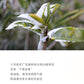 👍 凤凰单丛 雪片【鸭屎香】 Winter 【Duck Shit Tea】  ,125g