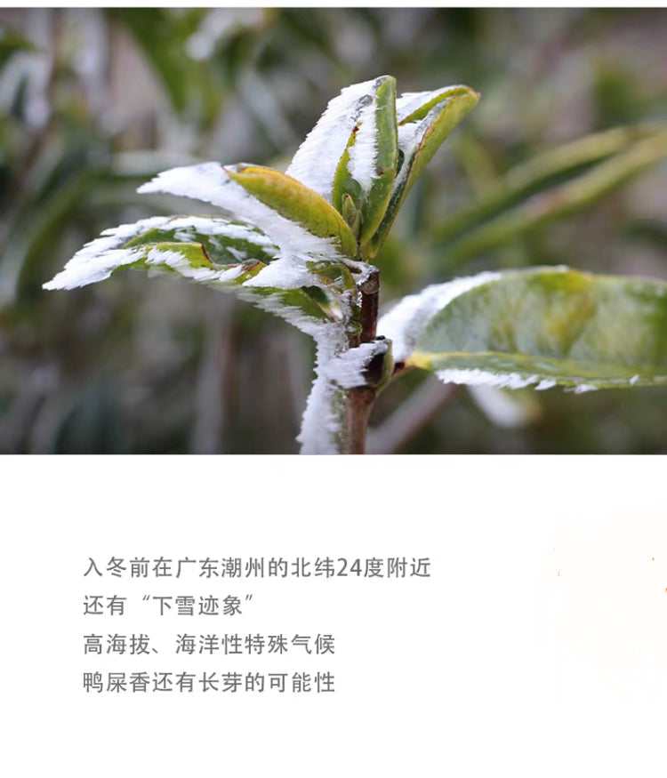 👍 凤凰单丛 雪片【鸭屎香】 Winter 【Duck Shit Tea】  ,125g