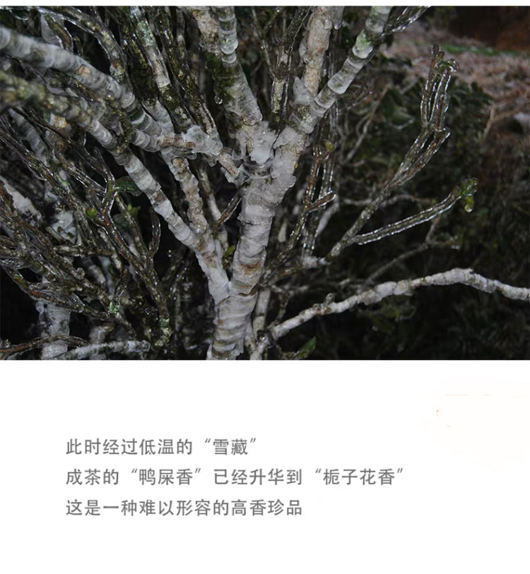👍 凤凰单丛 雪片【鸭屎香】 Winter 【Duck Shit Tea】  ,125g