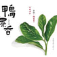 👍 中罐茶 雪片【鸭屎香】 Y2024 Winter 【Duck Shit Tea】, 50g