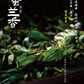 凤凰单丛【蜜兰香】老春茶【MILAN XIANG】（Old Spring）125g