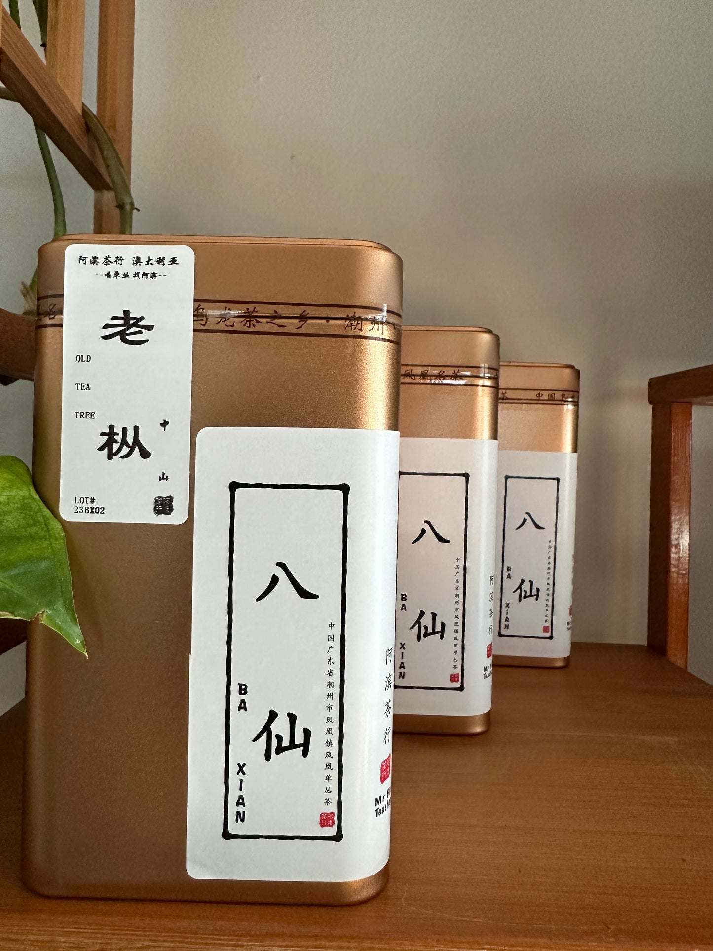 👍 中山老枞【八仙】Old Tea Tree【Eight Immortals】 125g