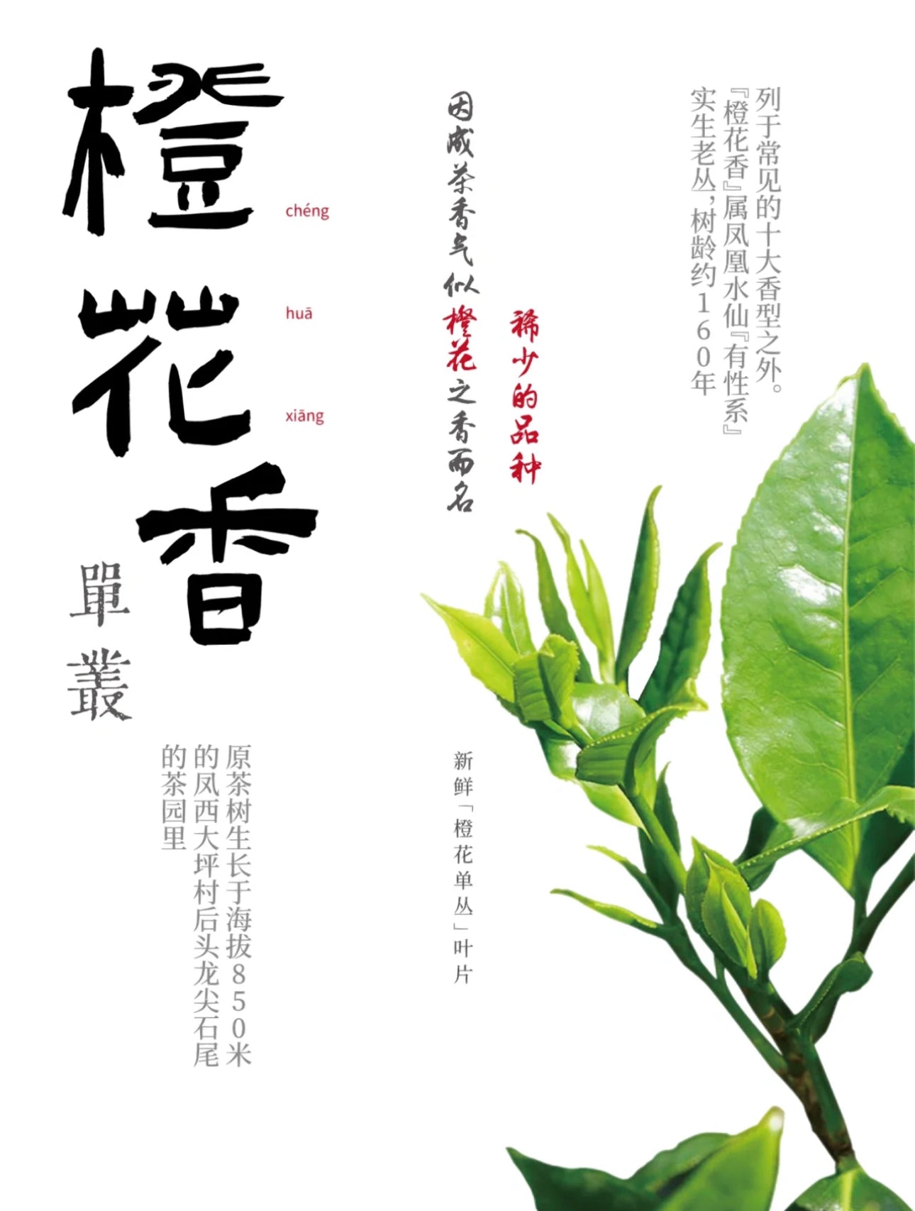 👍 凤凰单丛 珍品【橙花香】 【Orange Blossoms Aroma】 125g