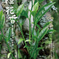 👍 凤凰单丛 珍品【橙花香】 【Orange Blossoms Aroma】 125g