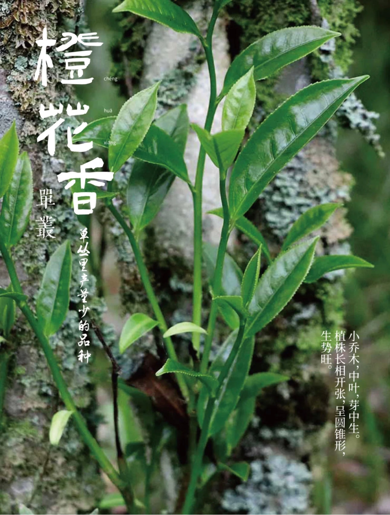 👍 凤凰单丛 珍品【橙花香】 【Orange Blossoms Aroma】 125g