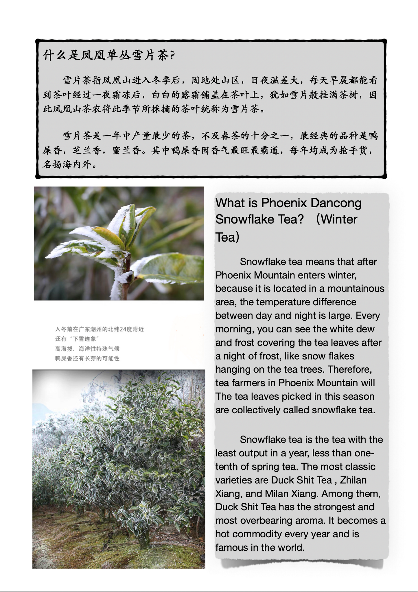 LNY Sales～  凤凰单丛 特级雪片【鸭屎香】Winter Special Grade 【Duck Shit Tea】100g