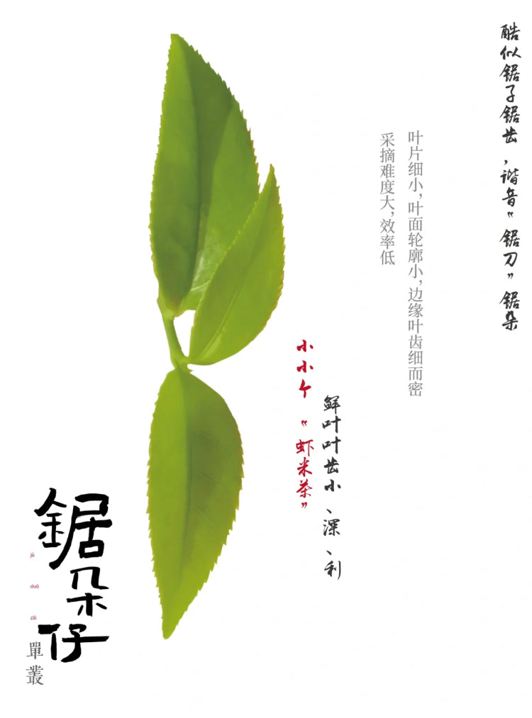 👍 凤凰单丛 早春【乌岽锯朵仔】 WUDONG High Aroma【Saw Teeth Tea】 125g “Hot Selling”