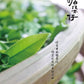 👍 凤凰单丛 早春【乌岽锯朵仔】 WUDONG High Aroma【Saw Teeth Tea】 125g “Hot Selling”