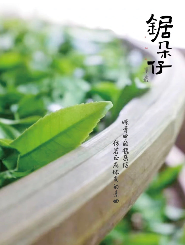 👍 凤凰单丛 早春【乌岽锯朵仔】 WUDONG High Aroma【Saw Teeth Tea】 125g “Hot Selling”