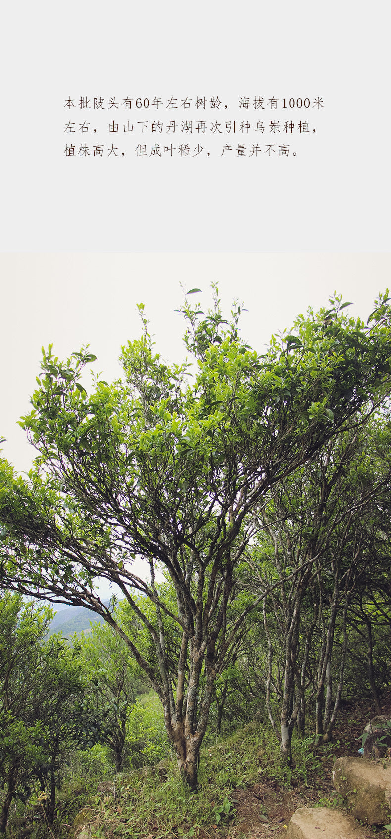 凤凰单丛 乌岽【陂头香】 WUDONG【Pitou Xiang】，125g