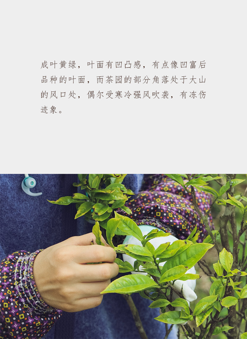 凤凰单丛 乌岽【陂头香】 WUDONG【Pitou Xiang】，125g