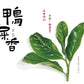 👍 凤凰单丛 雪片【鸭屎香】 Winter 【Duck Shit Tea】  ,125g