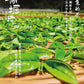 凤凰单丛 急性子【凹富后】【Aofu Hou】，125g