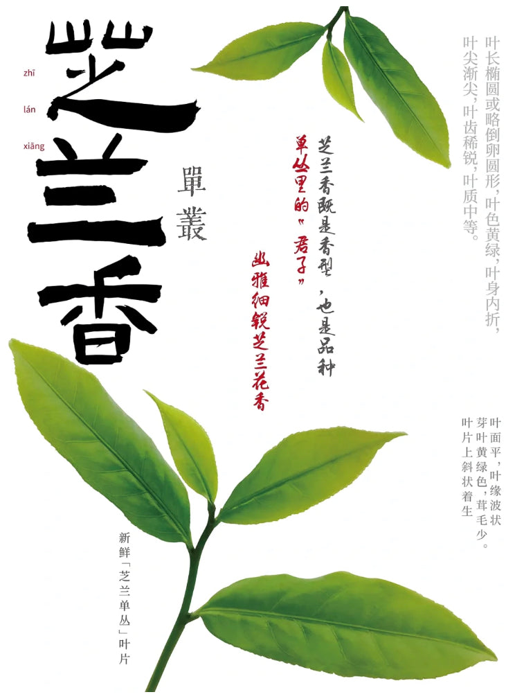 👍 中罐茶 雪片【芝兰香】Winter 【Zhilan Xiang】 50g
