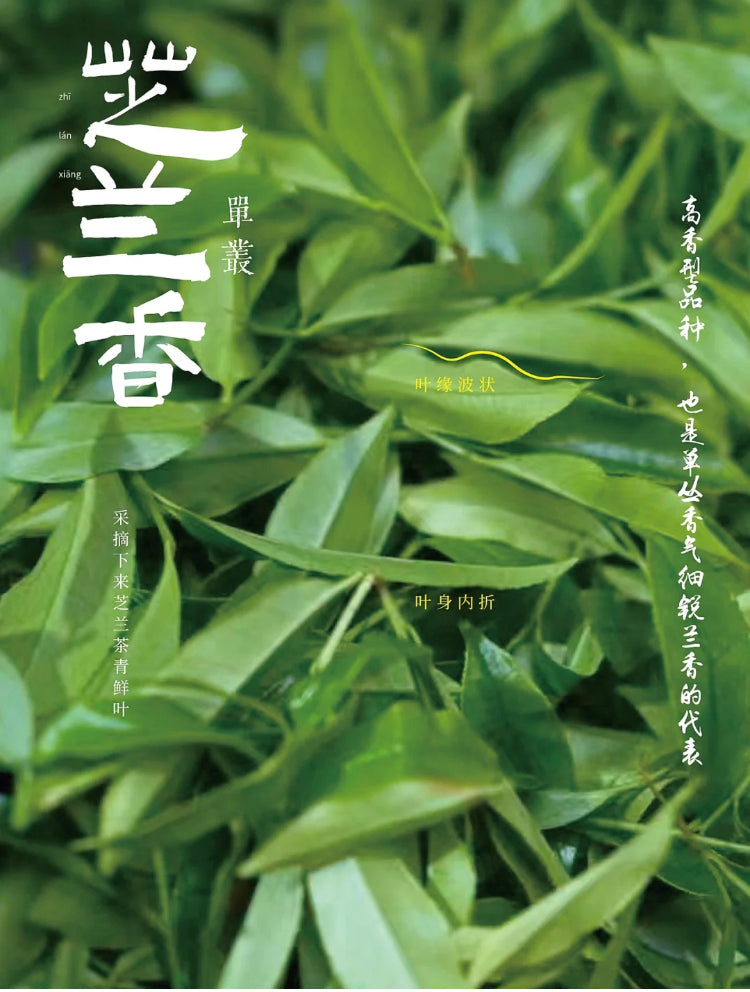 👍 中罐茶 雪片【芝兰香】Winter 【Zhilan Xiang】 50g