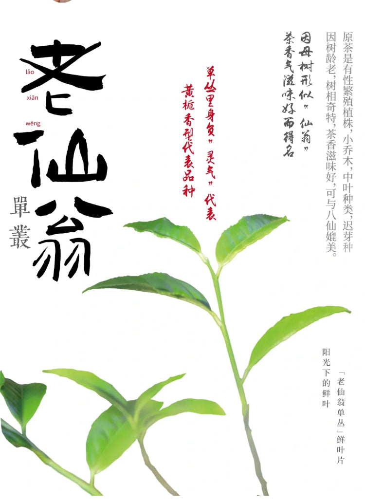 凤凰单丛 珍品乌岽【老仙翁】 Wudong 【Old Immortal】125g
