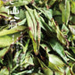 凤凰单丛 珍品乌岽【老仙翁】 Wudong 【Old Immortal】125g