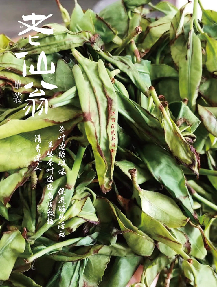 凤凰单丛 珍品乌岽【老仙翁】 Wudong 【Old Immortal】125g