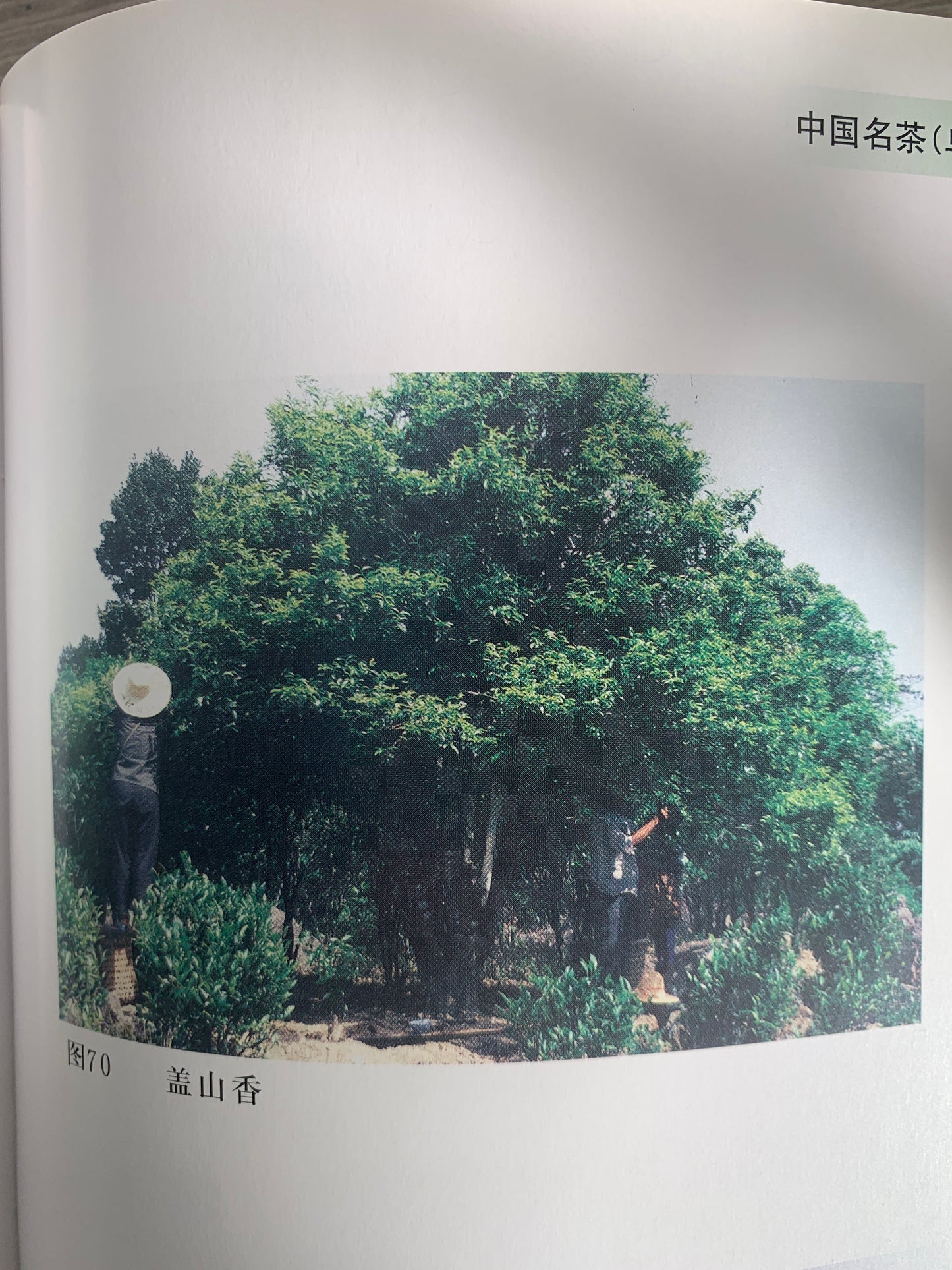 凤凰单丛 乌岽中坪【盖山香】 WUDONG 【Gaishan Xiang】125g