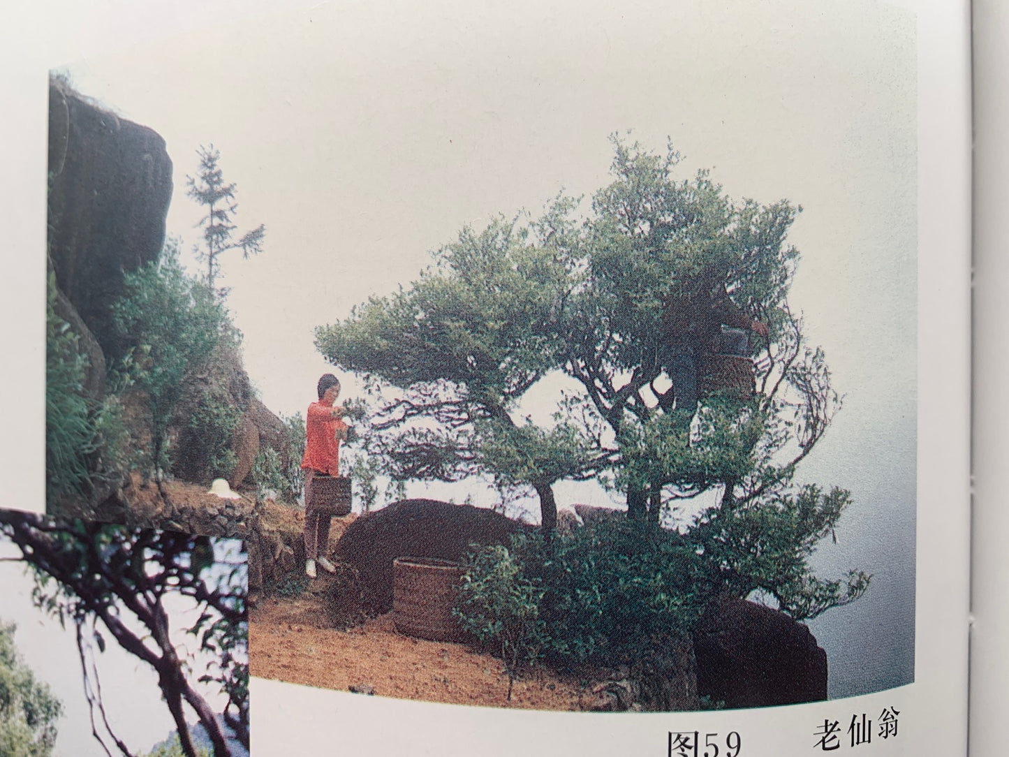 凤凰单丛 珍品乌岽【老仙翁】 Wudong 【Old Immortal】125g