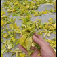 “极稀珍品”高端礼盒【金玉满堂】（金丝玉兰香）Luxury Gift Box Tea 【GOLD SILK MAGNOLIA】200g