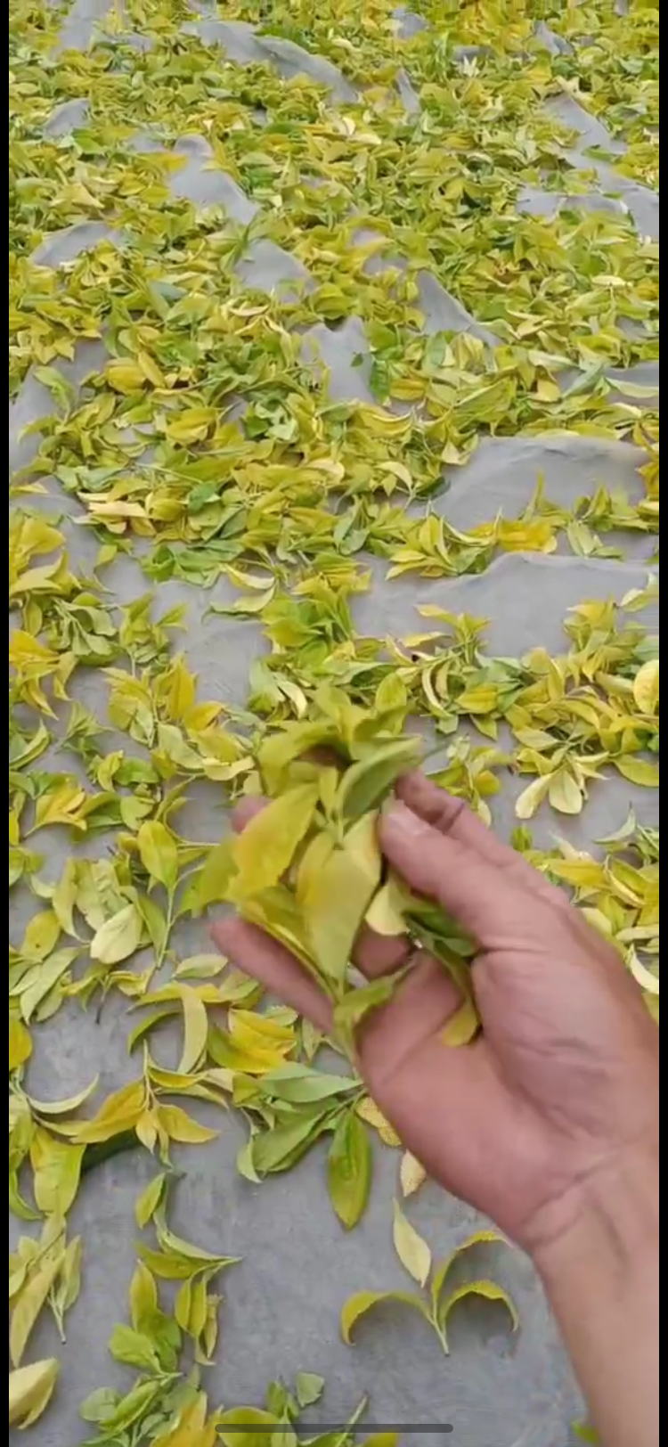 “极稀珍品”高端礼盒【金玉满堂】（金丝玉兰香）Luxury Gift Box Tea 【GOLD SILK MAGNOLIA】200g