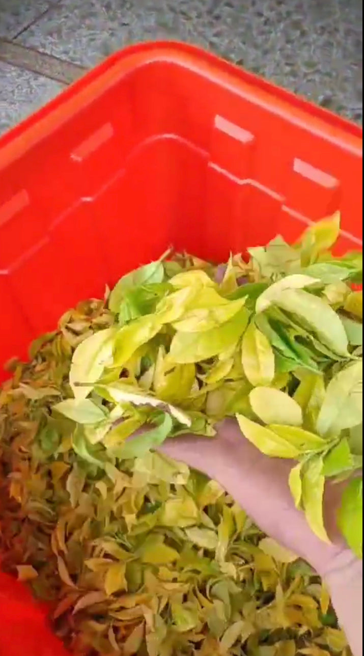 “极稀珍品”高端礼盒【金玉满堂】（金丝玉兰香）Luxury Gift Box Tea 【GOLD SILK MAGNOLIA】200g