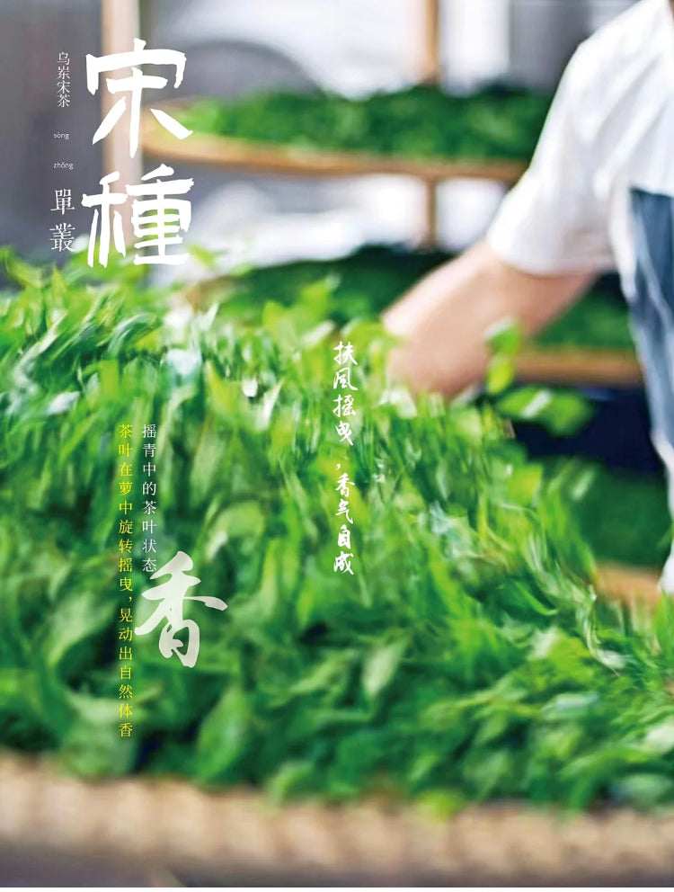 👍 中罐茶 【宋种】来自宋朝的味道 Wudong 【Song Zhong】50g