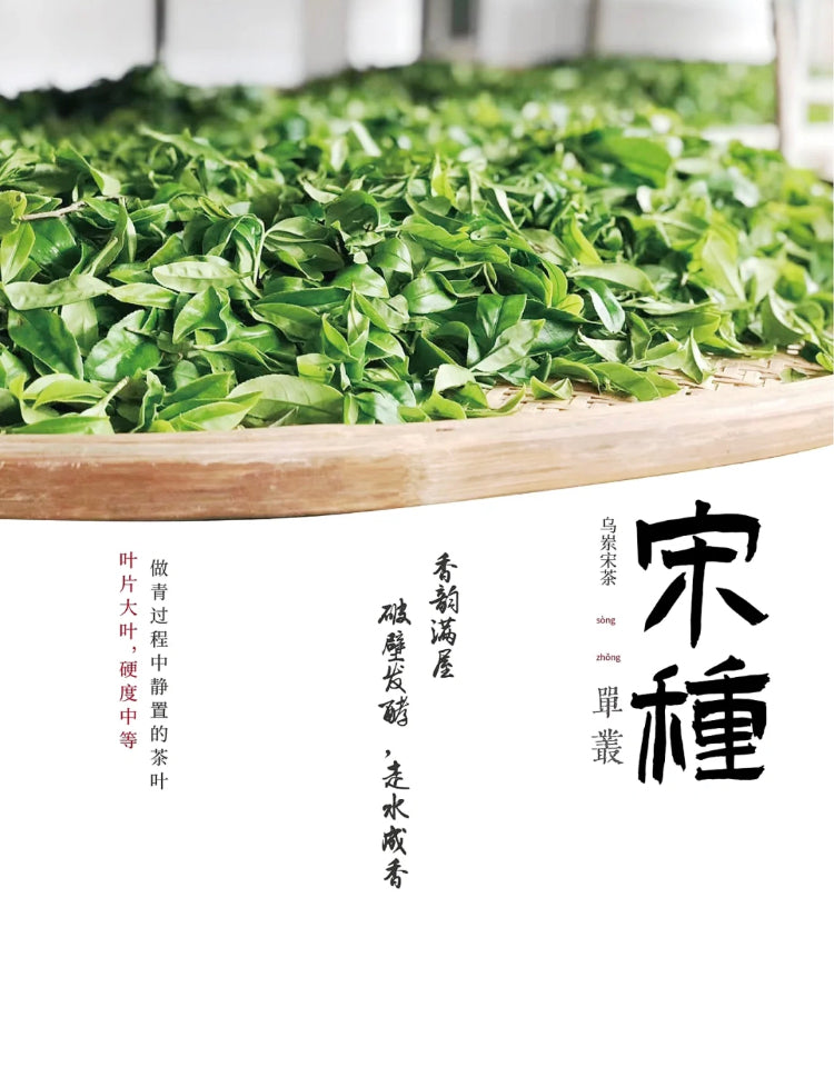 👍 中罐茶 【宋种】来自宋朝的味道 Wudong 【Song Zhong】50g
