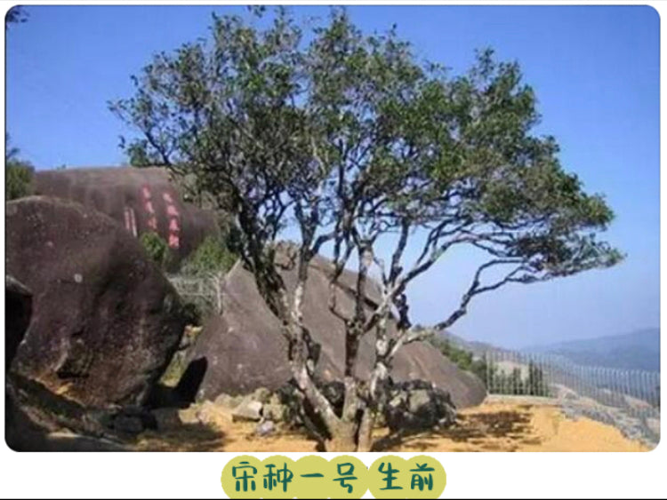 👍 中罐茶 【宋种】来自宋朝的味道 Wudong 【Song Zhong】50g