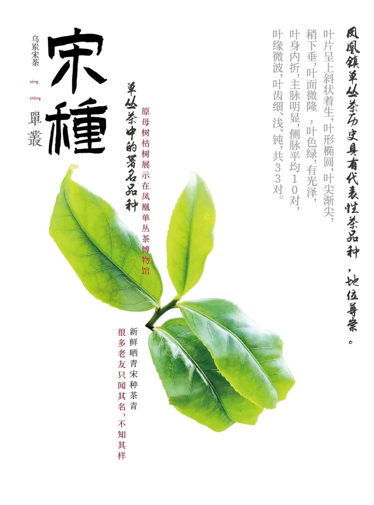 👍 中罐茶 【宋种】来自宋朝的味道 Wudong 【Song Zhong】50g